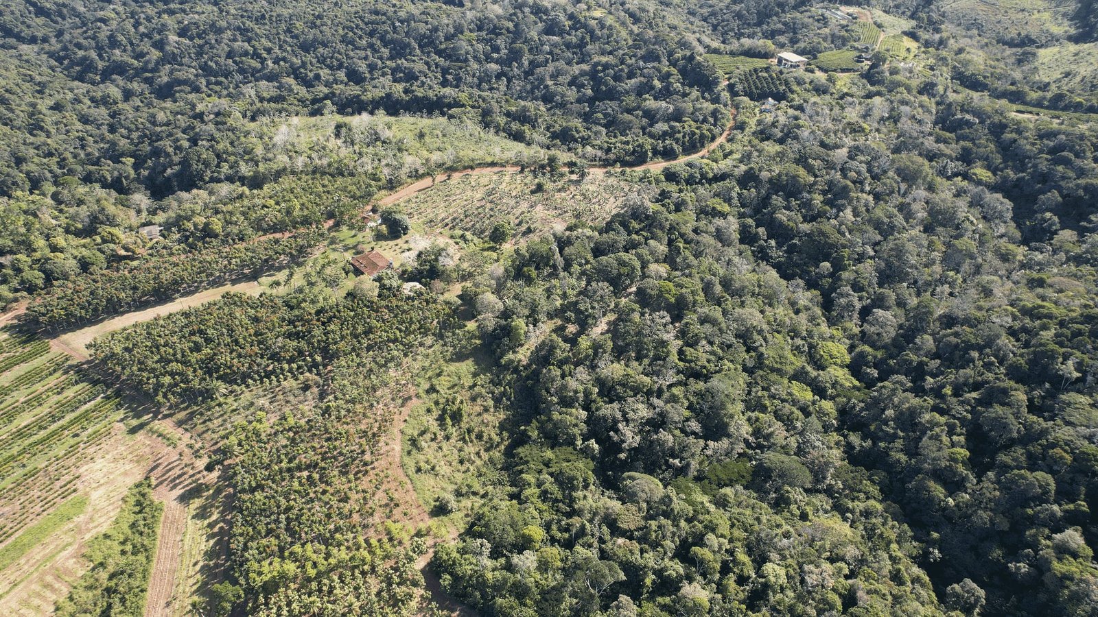 Sapucaia Sustainable Forests